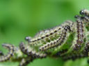 small tortoiseshell (aglais urticae) caterpillars. 2005-05-20, Sony Cybershot DSC-F717.