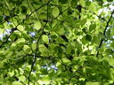 beech mosaic (fagus sylvatica)