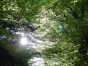 beech forest (fagus sylvatica). 2005-05-20, Sony Cybershot DSC-F717.