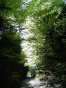 beech forest (fagus sylvatica). 2005-05-20, Sony Cybershot DSC-F717.