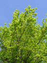more beeches (fagus sylvatica). 2005-05-20, Sony Cybershot DSC-F717.