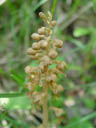 bird's nest orchid (neottia nidus-avis)