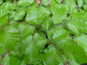 beech leaves (fagus sylvatica). 2005-05-22, Sony Cybershot DSC-F717.