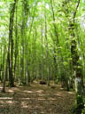 beech forest