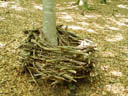 a giant bird's nest, about 3ft in diameter. 2005-05-22, Sony Cybershot DSC-F717.