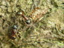 giant ants, about 0.6in. 2005-05-22, Sony Cybershot DSC-F717.
