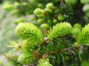 spruce sprouts (picea sp.). 2005-05-22, Sony Cybershot DSC-F717.