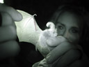 brown long-eared bat (plecotus auritus). 2005-06-10, Sony Cybershot DSC-F717.