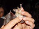 the brown long-eared bat (plecotus auritus). 2005-06-10, Sony Cybershot DSC-F717.