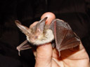 the brown long-eared bat (plecotus auritus). 2005-06-10, Sony Cybershot DSC-F717.