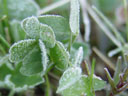 frost - in mid-june!. 2005-06-11, Sony Cybershot DSC-F717.