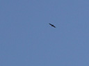 common buzzard (buteo buteo). 2005-06-11, Sony Cybershot DSC-F717.