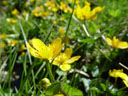 field of marsh marigold (caltha palustris). 2005-06-11, Sony Cybershot DSC-F717.