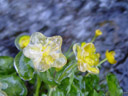 frozen marsh marigold (caltha palustris)