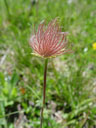 seed head of a pulsatilla (?). 2005-06-11, Sony Cybershot DSC-F717.