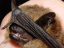 serotine bat (eptesicus serotinus), closeup. 2005-06-17, Sony Cybershot DSC-F717.
