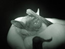 serotine bat (eptesicus serotinus). 2005-06-17, Sony Cybershot DSC-F717.