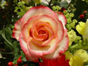rose (rosa sp.)