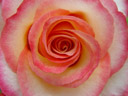 rose (rosa sp.) || foto details: 2005-06-18, rum, austria, Sony Cybershot DSC-F717.