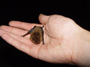the common pipistrelle (pipistrellus pipistrellus) - it's tiny!. 2005-06-23, Sony Cybershot DSC-F717.
