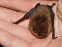 the common pipistrelle (pipistrellus pipistrellus) - it\'s tiny!