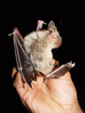 greater mouse-eared bat (myotis myotis). 2005-06-23, Sony Cybershot DSC-F717.