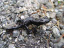 alpine salamander (salamandra atra). 2005-07-02, Sony Cybershot DSC-F717.