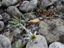 an edelweiss on the lech's shore. 2005-07-02, Sony Cybershot DSC-F717.