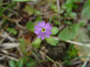 the tiniest bird's-eye primrose ever (primula farinosa)