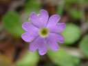 the tiniest bird's-eye primrose ever (primula farinosa). 2005-07-02, Sony Cybershot DSC-F717.