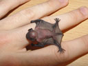 newborn common pipistrelle (pipistrellus pipistrellus). 2005-07-15, Sony Cybershot DSC-F717.