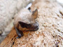 serotine bat (eptesicus serotinus). 2005-07-16, Sony Cybershot DSC-F717.