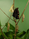 13:41 fast fertig - tagpfauenauge (inachis io) || foto details: 2005-07-22, rum, austria, Sony Cybershot DSC-F717. keywords: peackock, tagpfauenauge, inachis io, pupa, hatching, schlüpfen, puppe