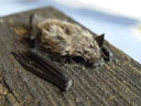 kuhl's pipistrelle bat (pipistrellus kuhlii), baby. 2005-08-14, Sony Cybershot DSC-F717.