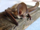 a long-eared bat (plecotus sp.)