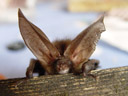 a long-eared bat (plecotus sp.). 2005-08-14, Sony Cybershot DSC-F717.