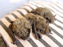 baby bats. 2005-08-14, Sony Cybershot DSC-F717.