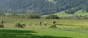 panorama: beim schilfschneiden || foto details: 2005-08-19, walchsee / austria, Sony Cybershot DSC-F717.