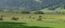 panorama: cutting reed. 2005-08-19, Sony Cybershot DSC-F717.