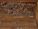 a colony of greater mouse-eared bats (myotis myotis). 2005-08-20, Sony Cybershot DSC-F717.