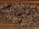 a colony of greater mouse-eared bats (myotis myotis). 2005-08-20, Sony Cybershot DSC-F717.