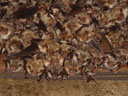 a colony of greater mouse-eared bats (myotis myotis)
