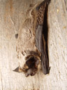 parti-coloured bat (vespertilio murinus)