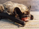 the sharp little teeth of the parti-coloured bat (vespertilio murinus). 2005-08-28, Sony Cybershot DSC-F717.