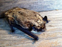 beautiful fur - the parti-coloured bat (vespertilio murinus). 2005-08-28, Sony Cybershot DSC-F717.