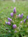 field gentian (gentianella campestris) ?