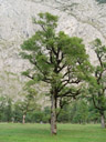 single maple tree (acer sp.)