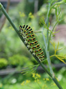 swallowtail caterpillar (papilio machaon). 2005-09-03, Sony Cybershot DSC-F717.