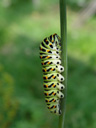 schwalbenschwanz-raupe (papilio machaon) || foto details: 2005-09-04, rum, austria, Sony Cybershot DSC-F717.