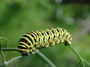 swallowtail caterpillar (papilio machaon). 2005-09-04, Sony Cybershot DSC-F717.